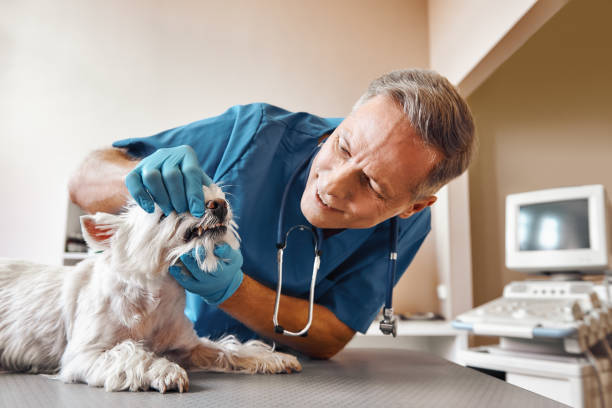 Best Dental Abscess Treatment in Inwood, WV